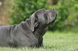 CANE CORSO 1310